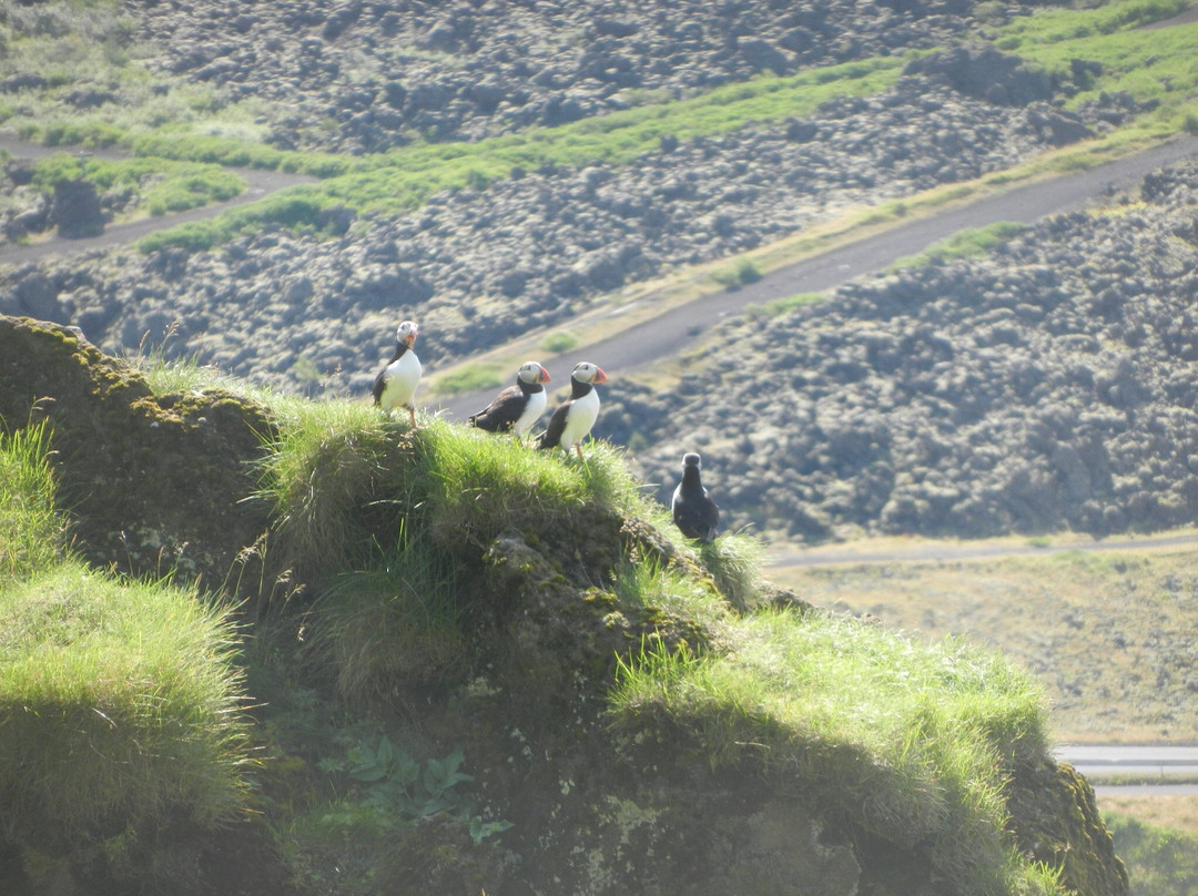 Heimaklettur (Home Rock)景点图片