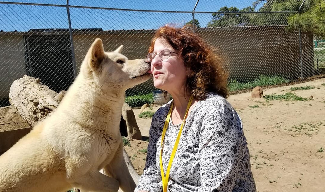 Wild Spirit Wolf Sanctuary-Ramah必去景点
