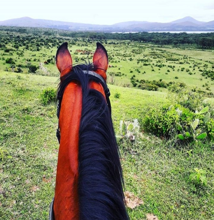 Bellafrica Journeys - Horse Riding Safari-奈瓦夏必去景点