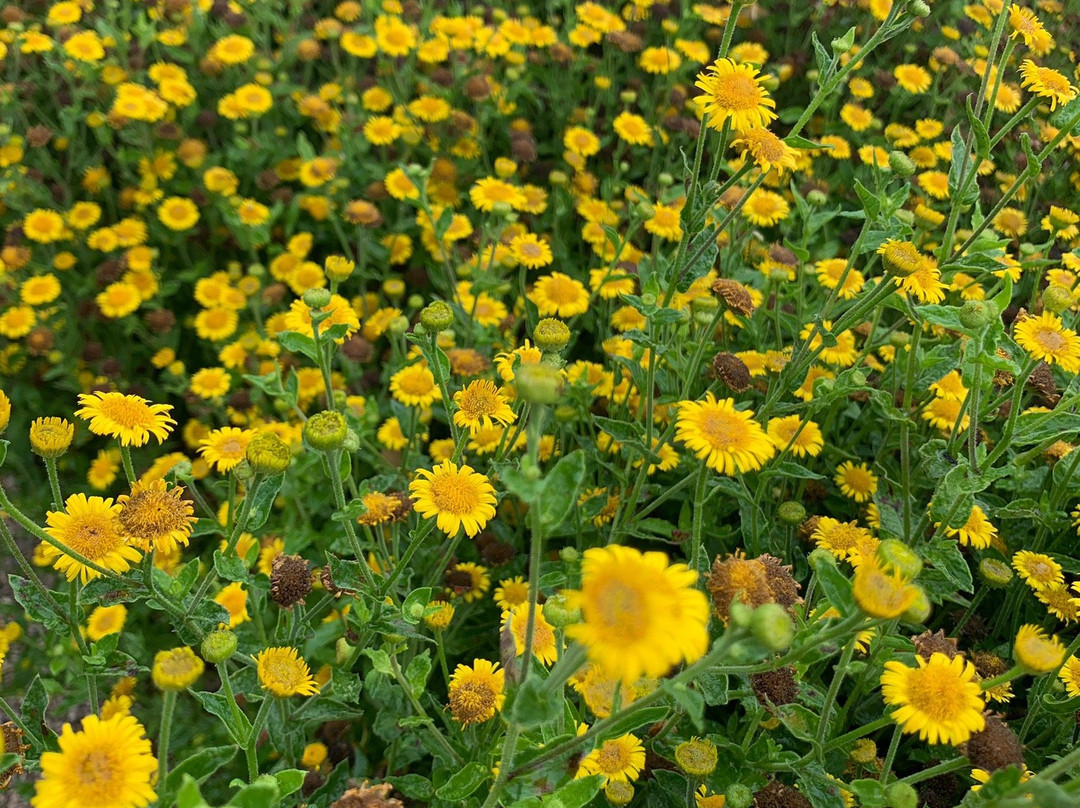 Giardino Botanico - Orto dei Semplici