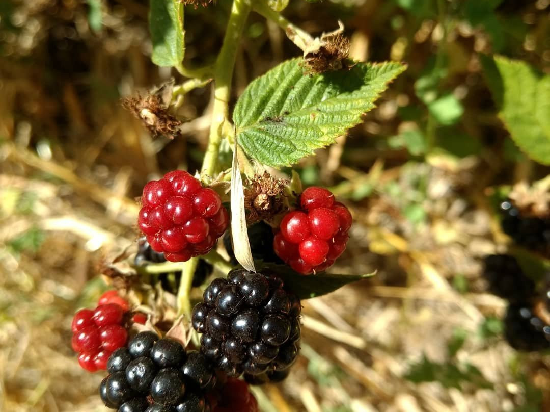 Edenberry Farm景点图片