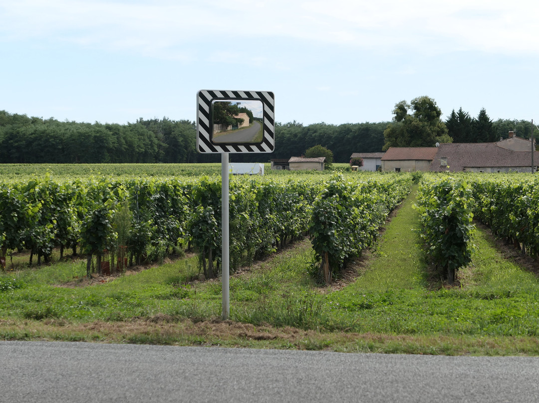 Les Vignes Reines主图