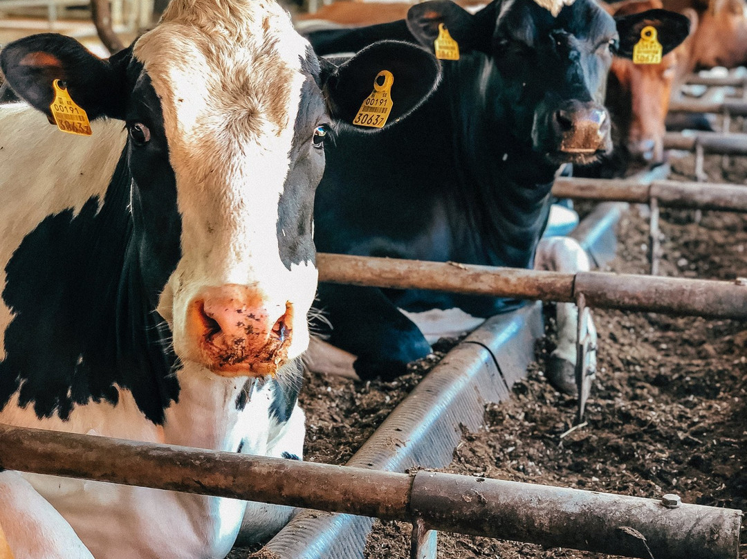 Nopri Dairy Farm-Misso必去景点
