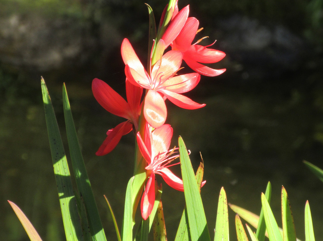 Connie Hansen Garden Conservancy景点图片