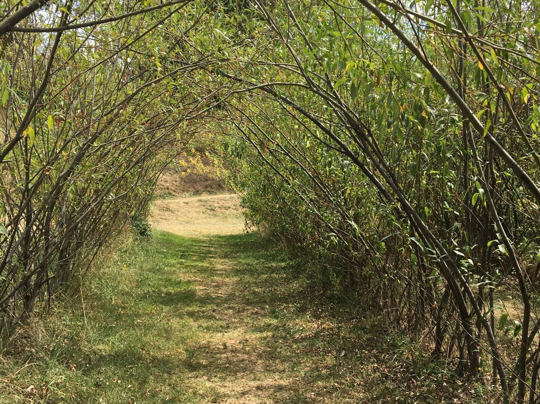 Labyrinthe Végétal-Charmes-sur-Rhone必去景点