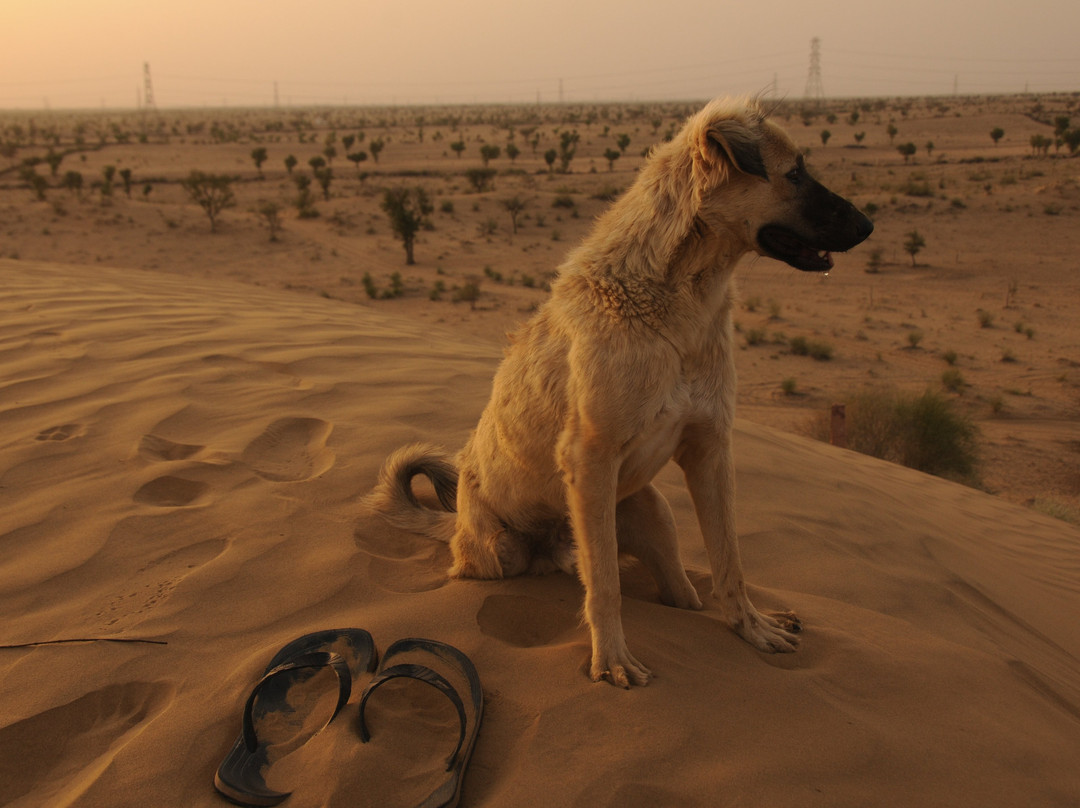 Camel Safari景点图片