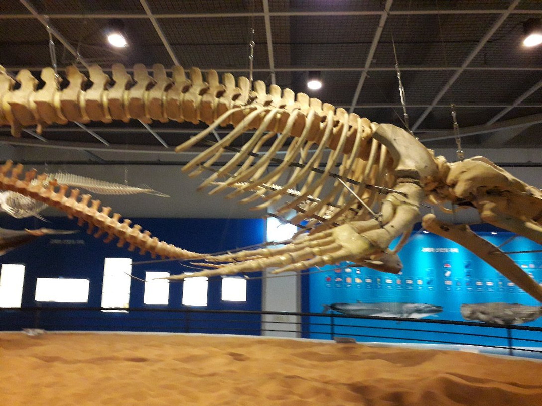 Jangsaengpo Special Whale Culture Zone-蔚山必去景点