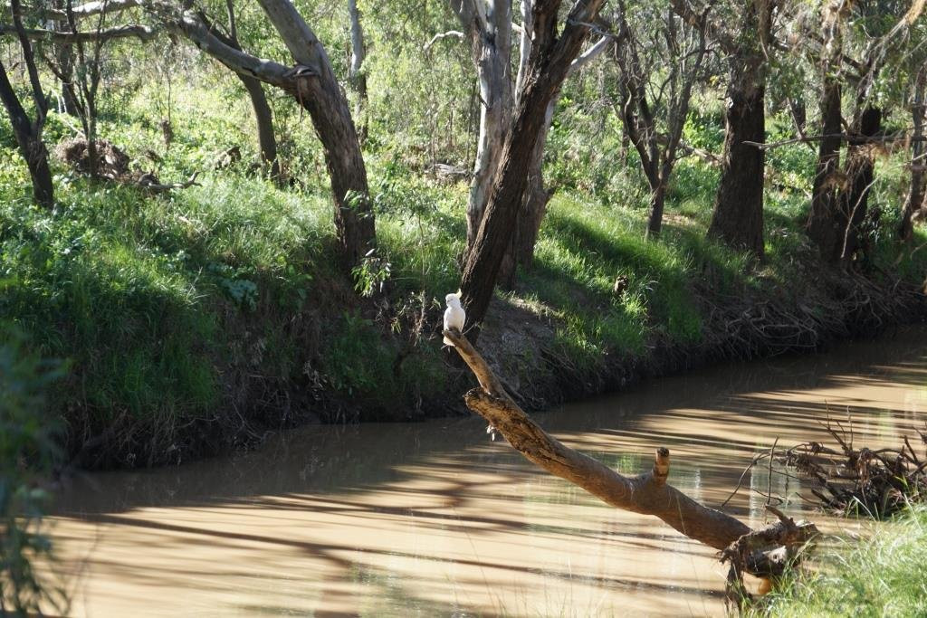 Gulargambone River Walk-Gulargambone必去景点