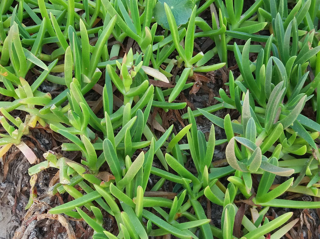 Praia do Campeche-弗洛里亚诺波利斯必去景点