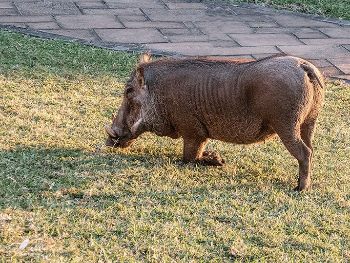 Chobe Marina Lodge主图