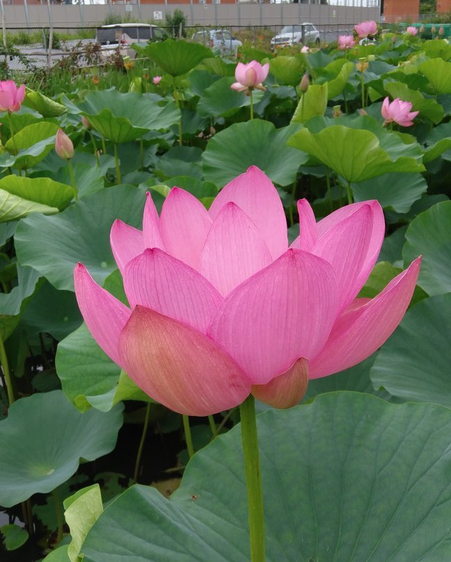 Haraichi Swamp-上尾市必去景点