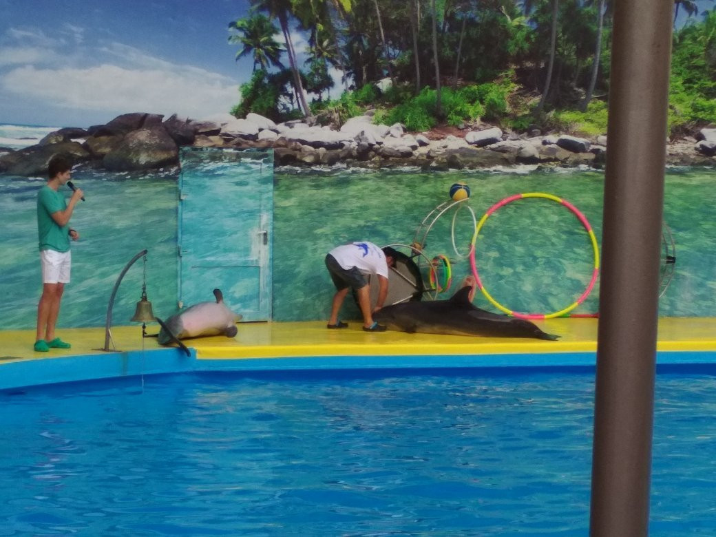 Dolphinarium景点图片