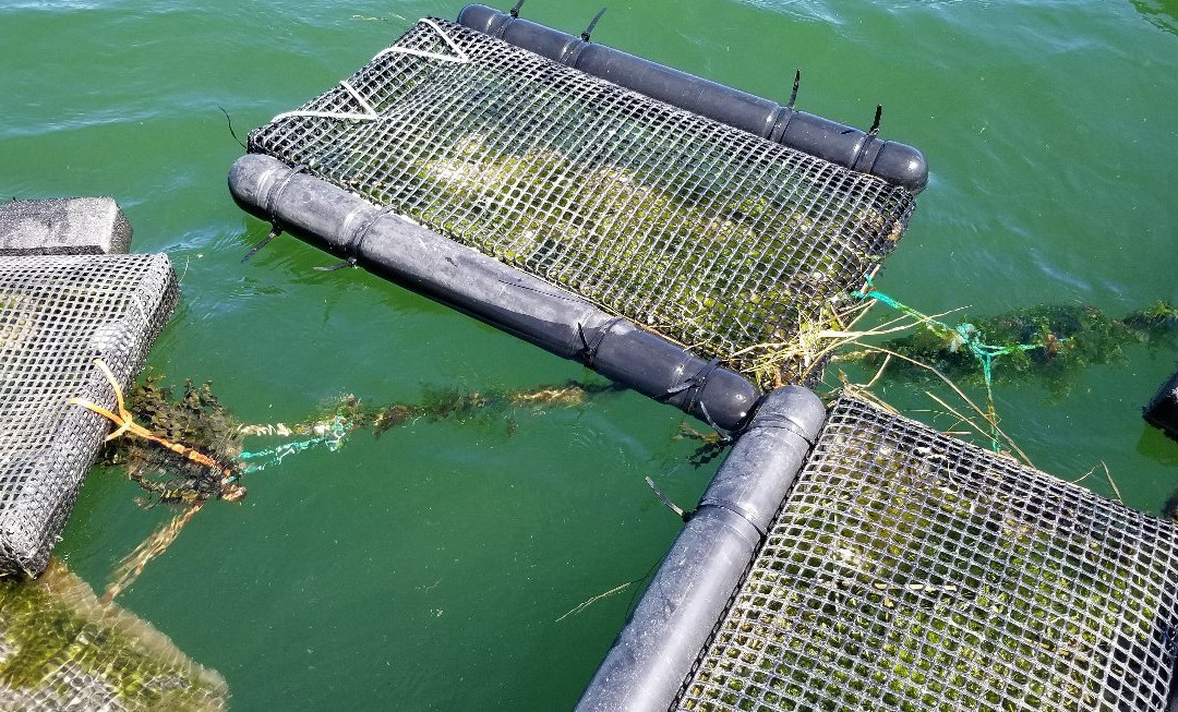 Nonesuch Oysters-斯卡伯勒必去景点