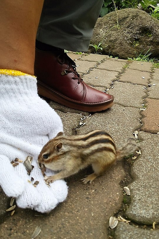 Okhotsk Chipmunk Park-网走市必去景点