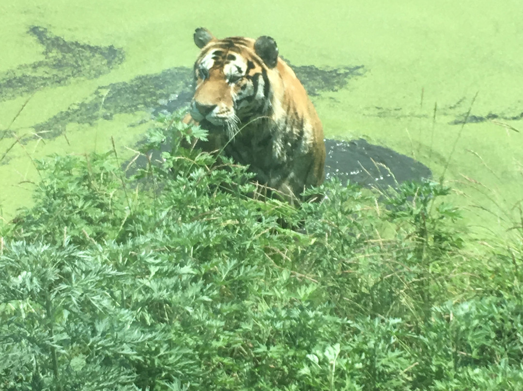 怪坡老虎园-沈阳市必去景点