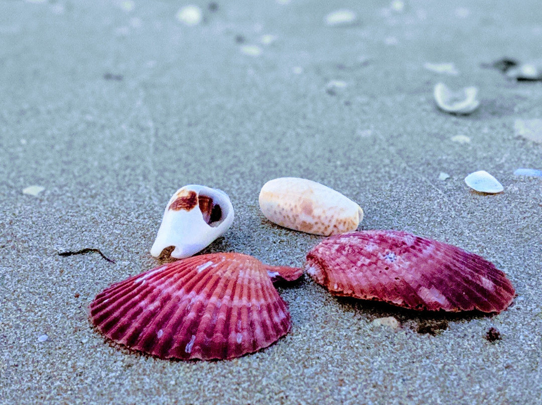 Umm Al Qwain Open Beach-乌姆盖万必去景点