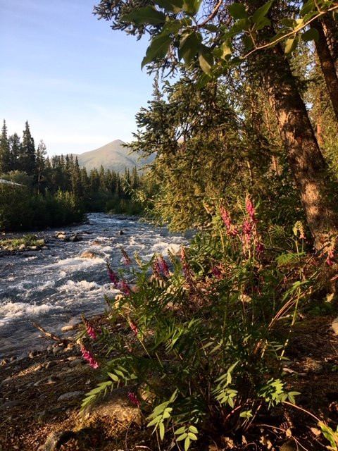 The Perch Resort主图