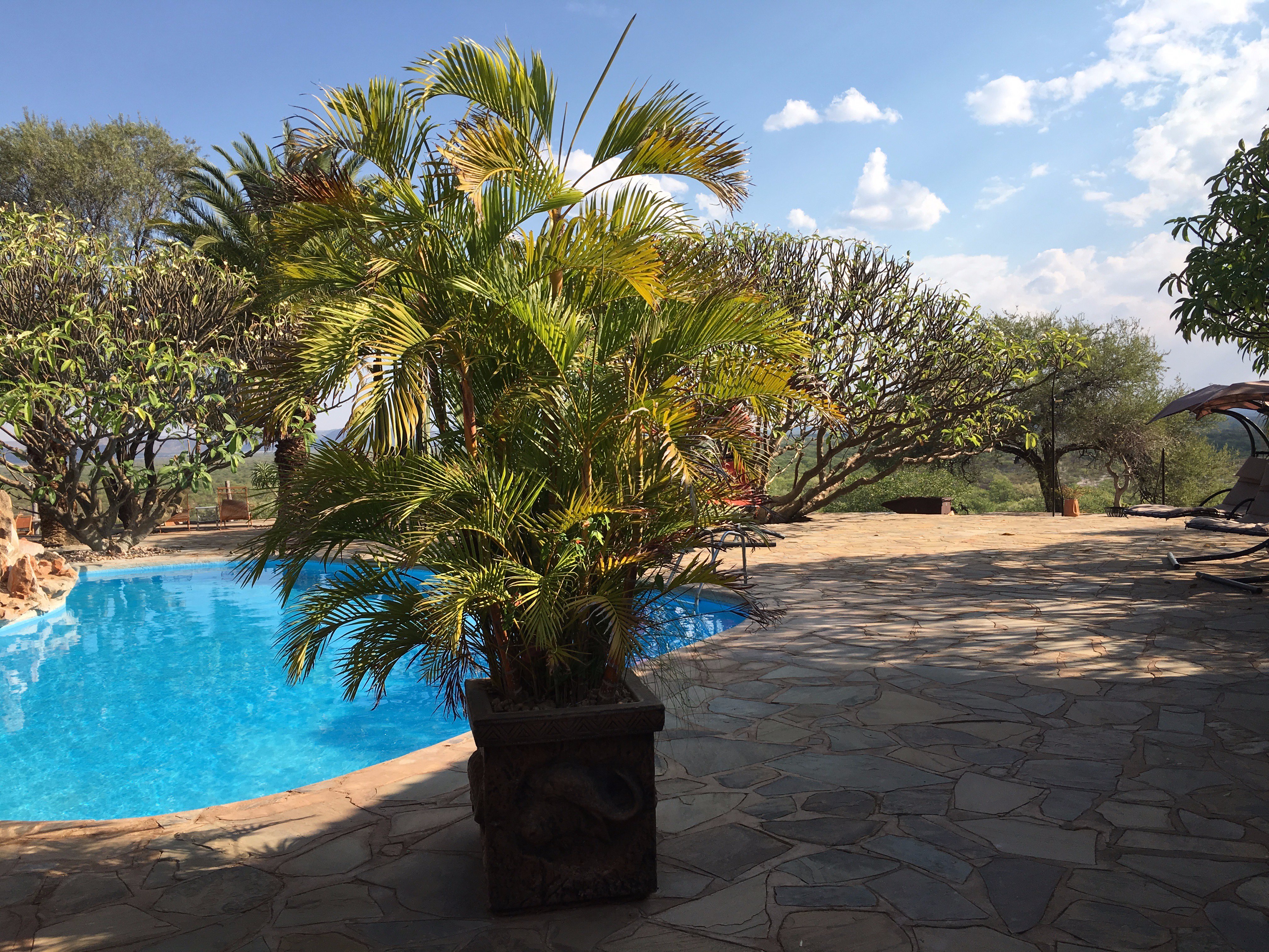 Bambatsi Guest Farm-泳池