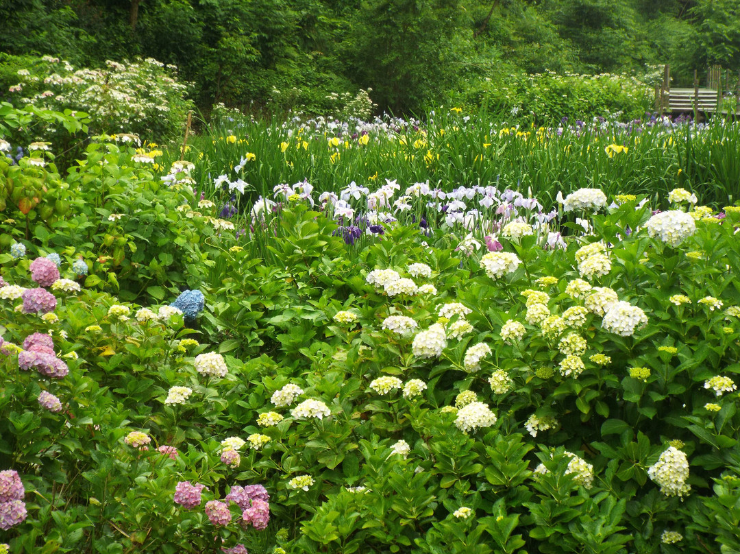 Ninomiya Seseragi Park-二宫町必去景点