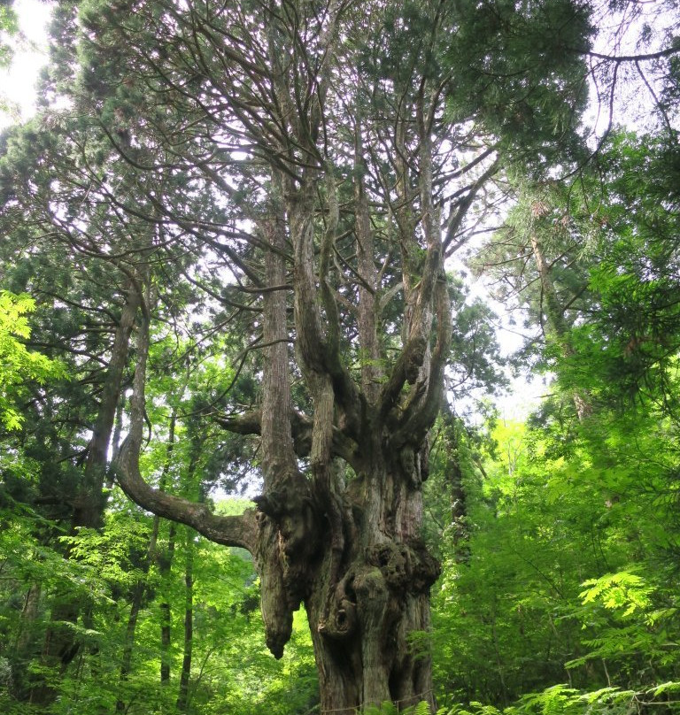 Iwakura no Chibusa Sugi-隐岐之岛町必去景点