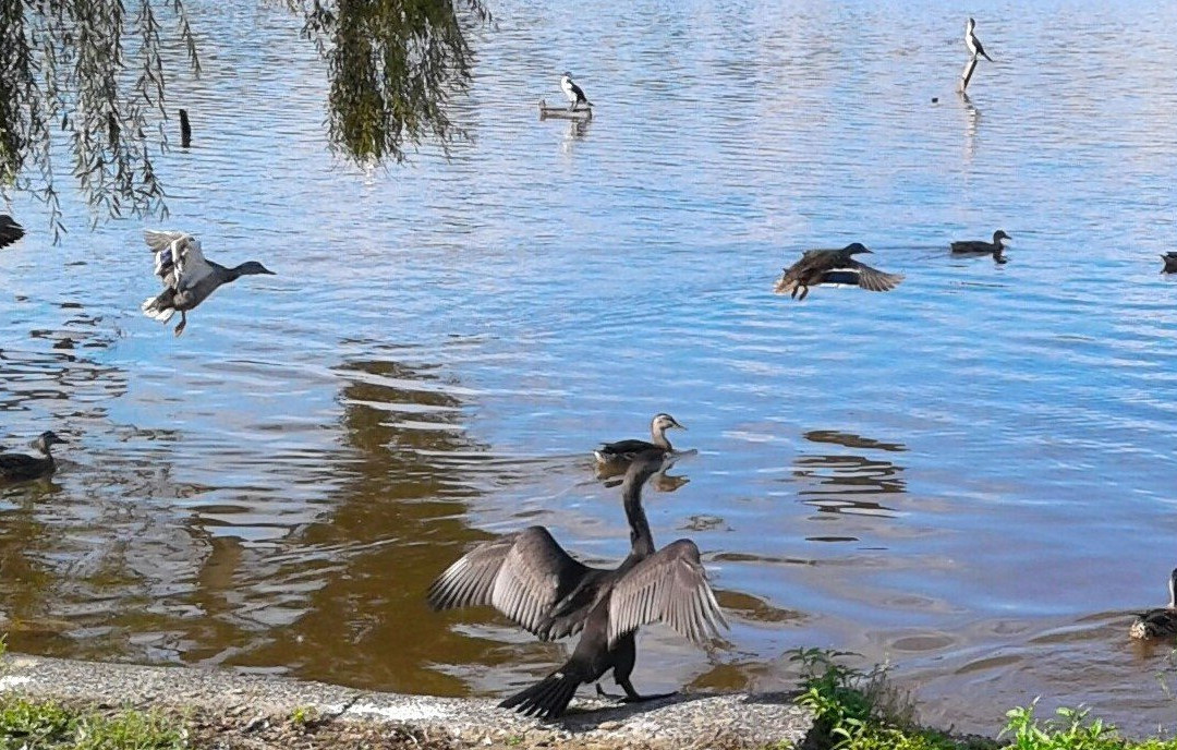 Lake Hakanoa Walkway-Huntly必去景点