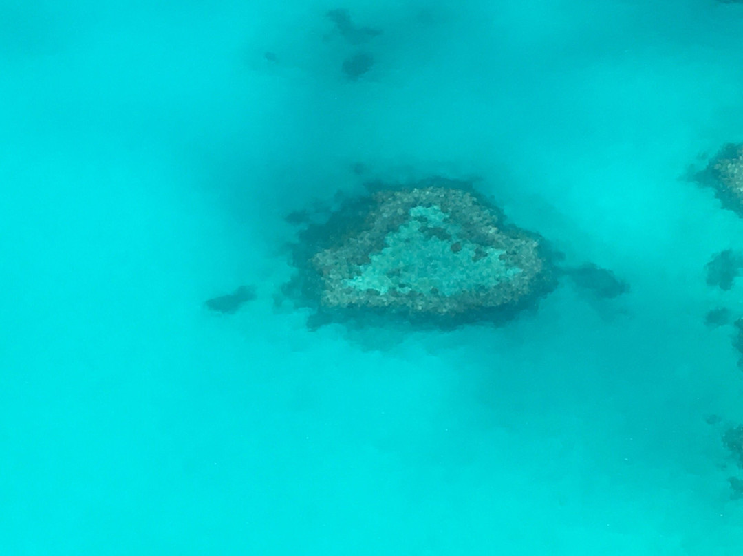 Heart of Reef Shuttles Whitsundays景点图片