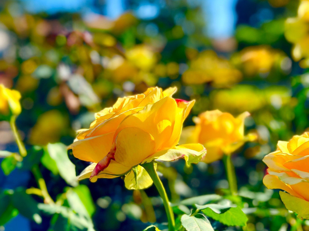 Laguna Lake Park-富乐顿必去景点