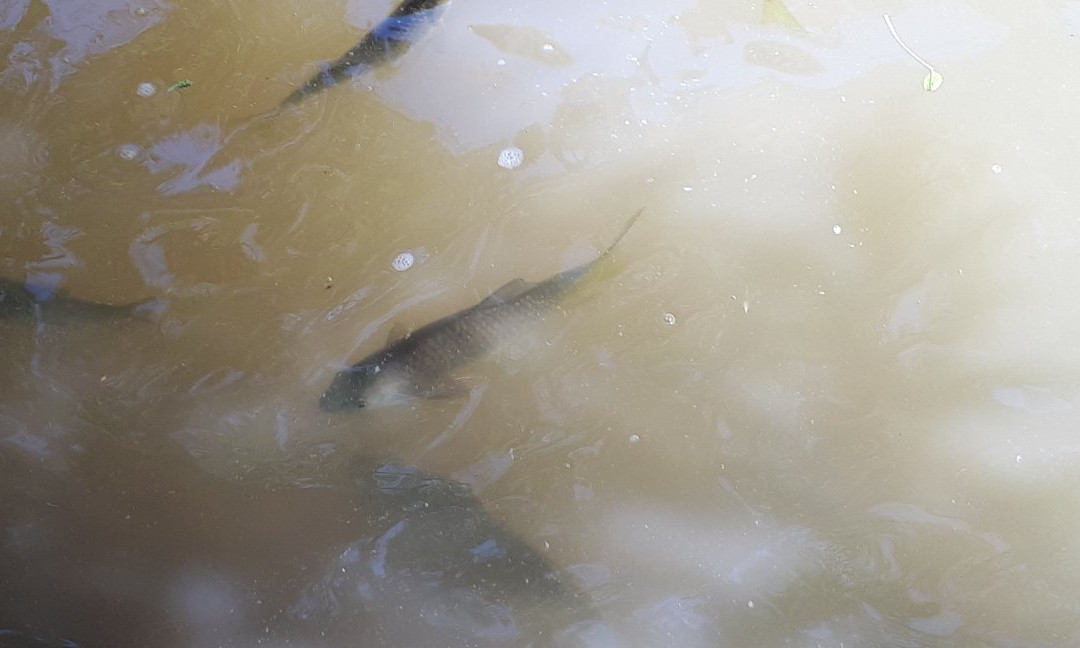 Meshushim Stream Nature Reserve-Had Nes必去景点