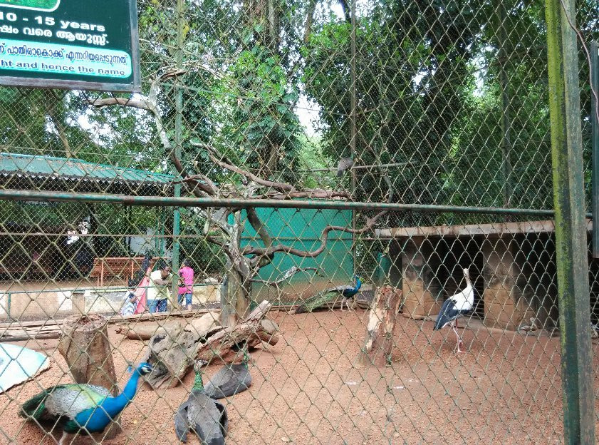 Thrissur Zoo & Museum景点图片