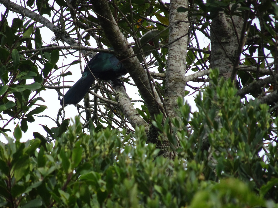 阿尔树杆洛奇主图