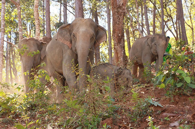 Authentic Thai Elephant Sanctuary-清迈必去景点