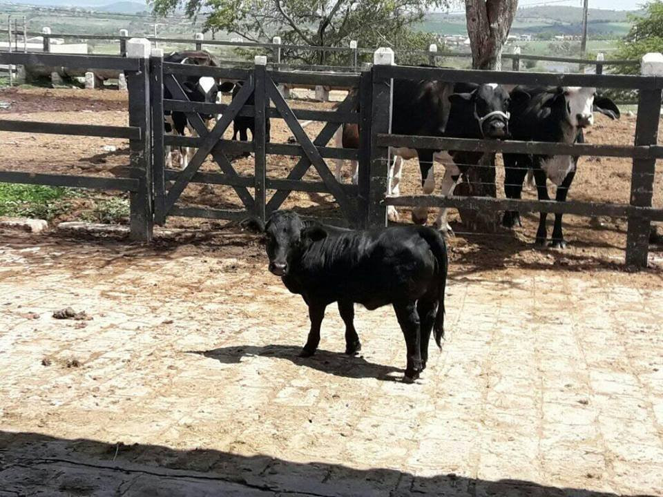 Hotel Fazenda Monte Castelo主图