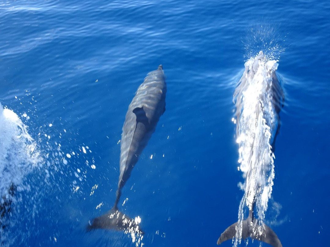 Anchorage Hotel Whale Watching-罗索必去景点