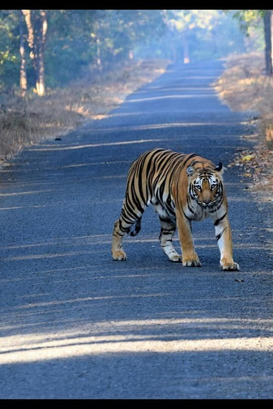 Umred Karhandla Wildlife Sanctuary景点图片