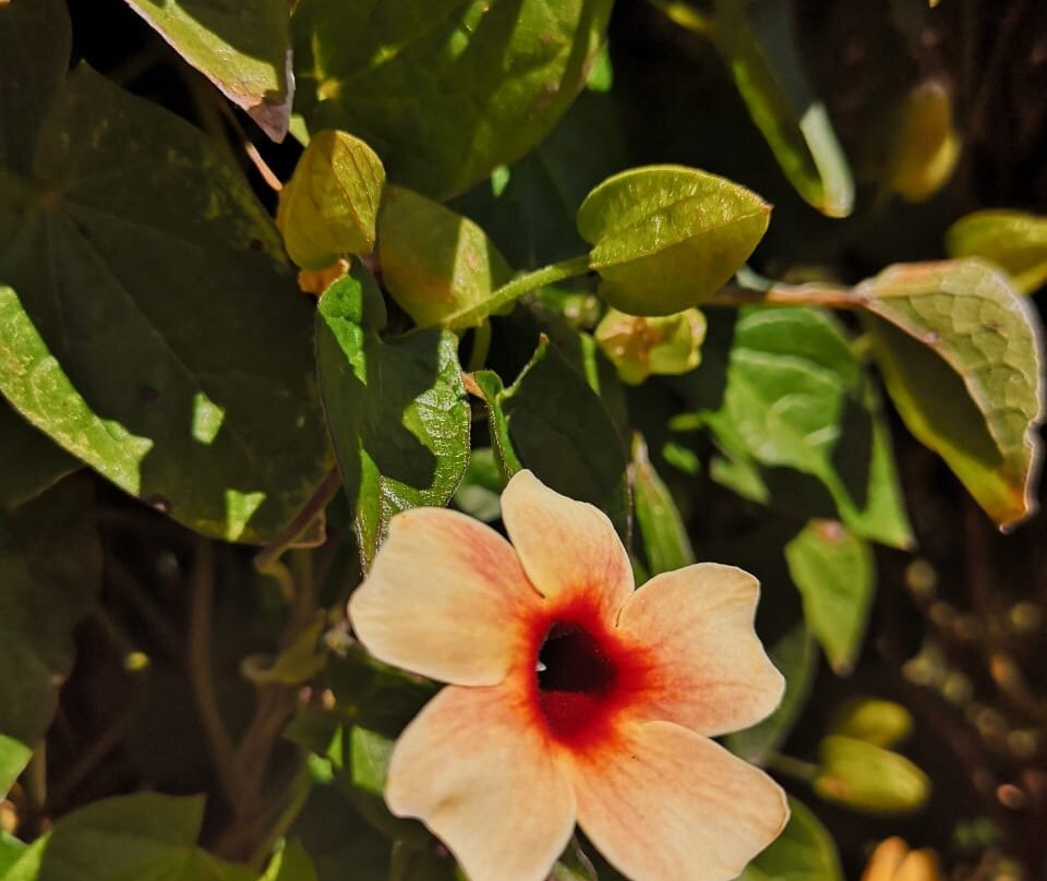 Hotel El Tirol主图