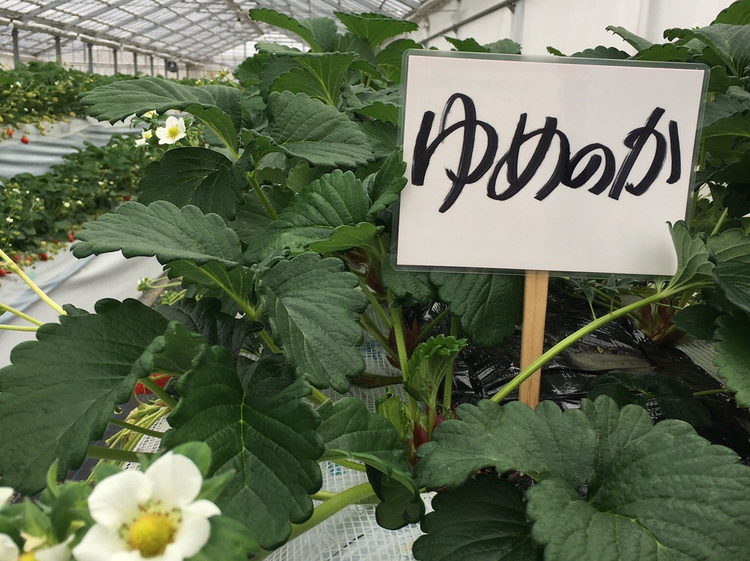 Midorikawa Strawberry Farm景点图片