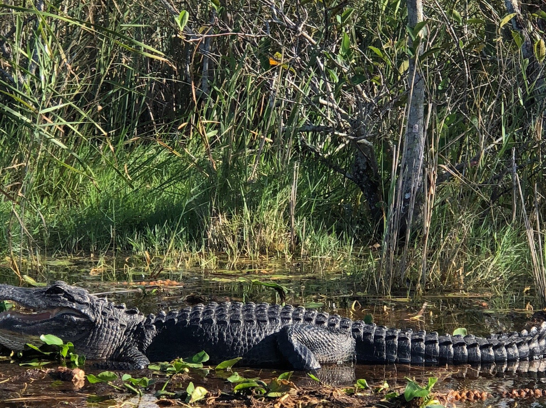 Everglades Holiday Park-劳德代尔堡必去景点