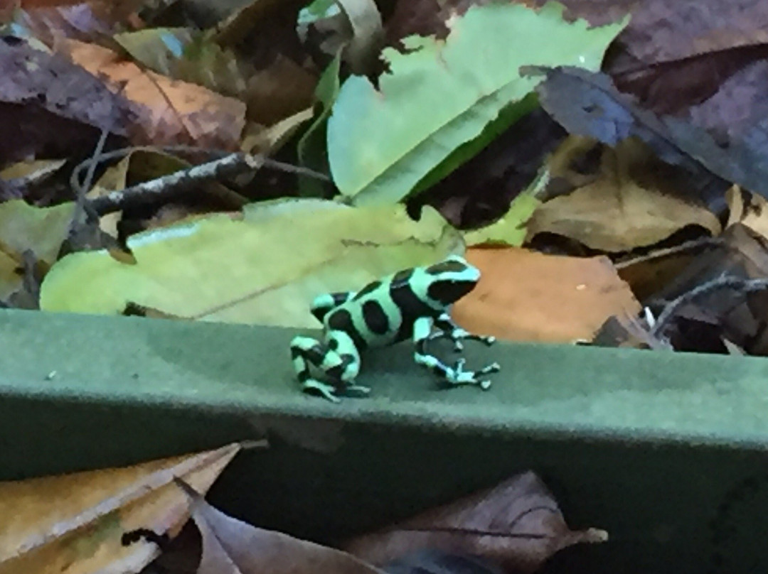 Jaguar Inn Bungalows主图