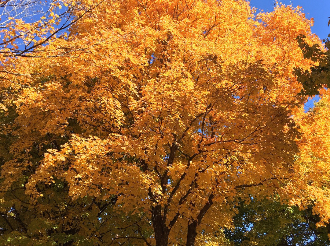 Maplewood Cemetery-Harrison必去景点
