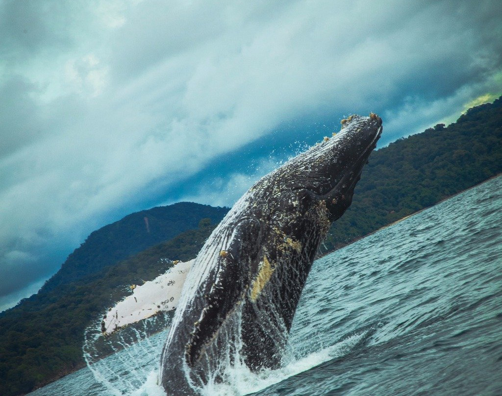 Hotel Nautilos Guachalito Nuqui主图