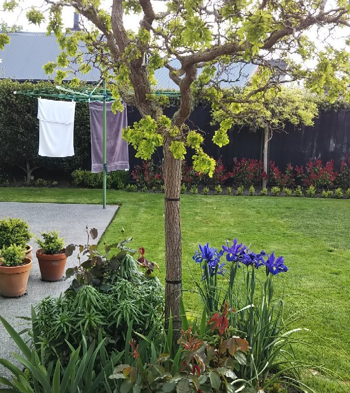 橄榄树住宿加早餐酒店主图