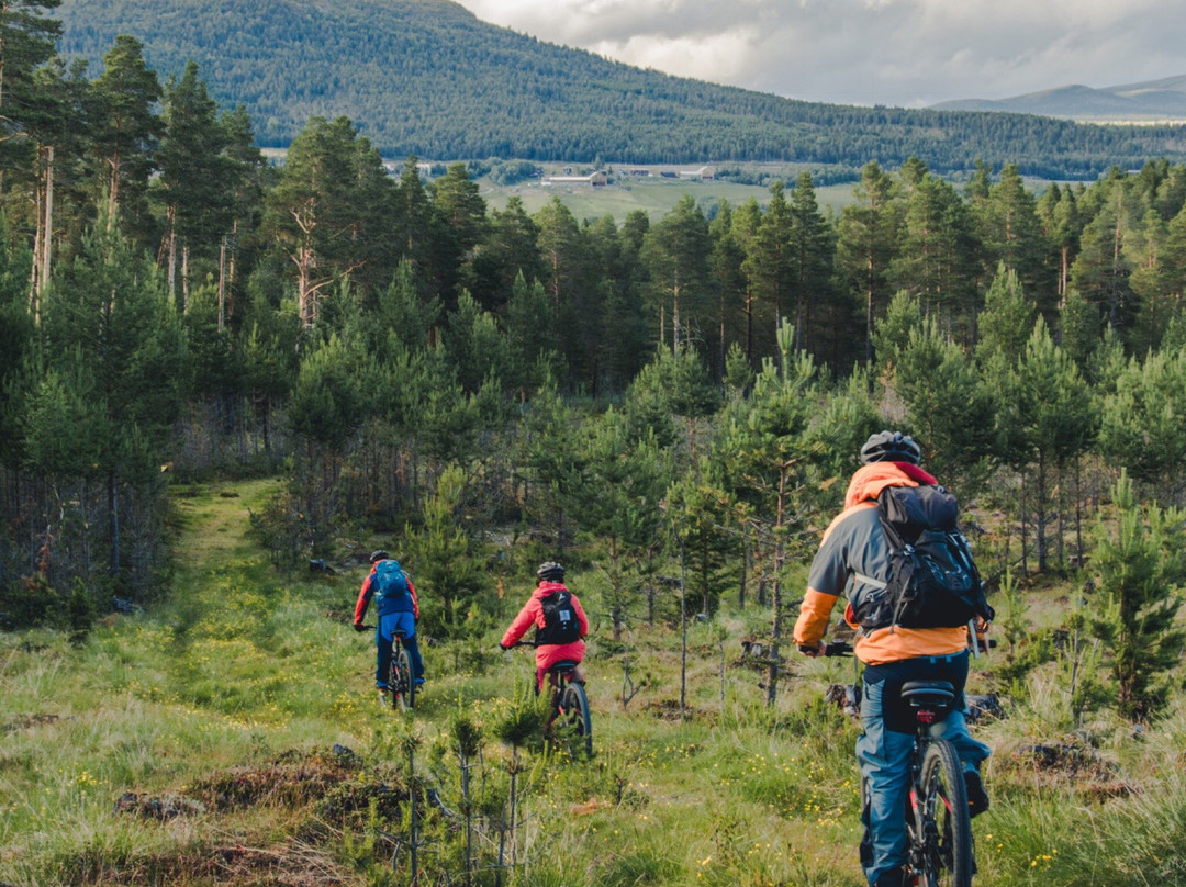 Dovrefjell Adventures-Dombas必去景点