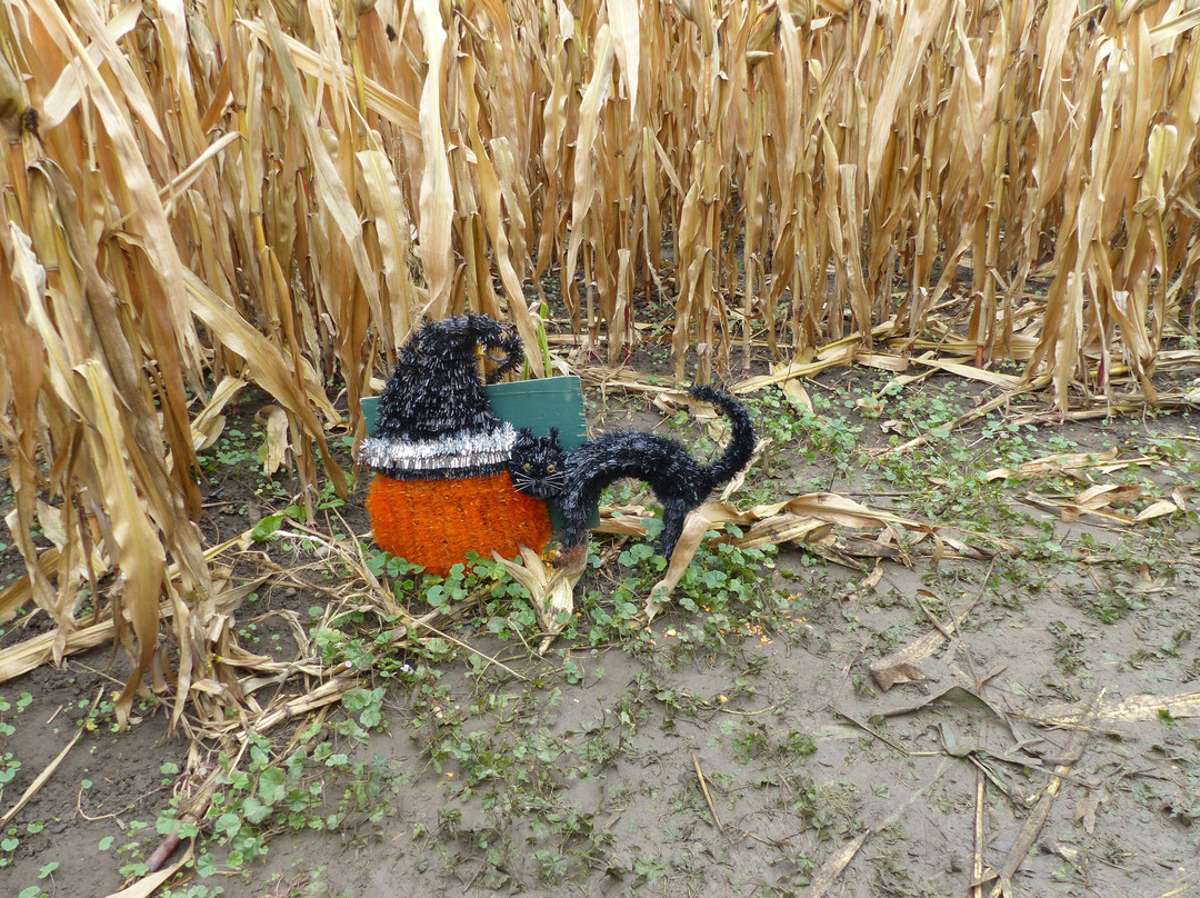 Reesor Farm Market-万锦市必去景点