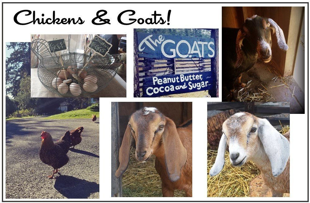 The Andiron -- Seaside Inn & Cabins主图