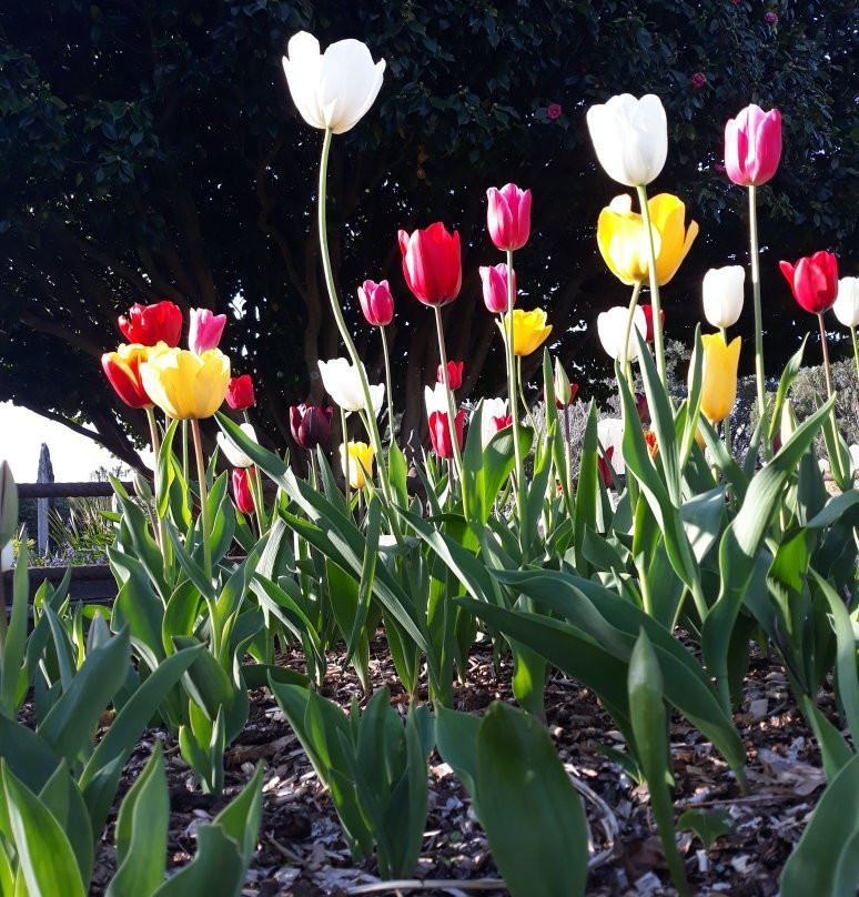 Te Henui Walkway-新普利默斯必去景点