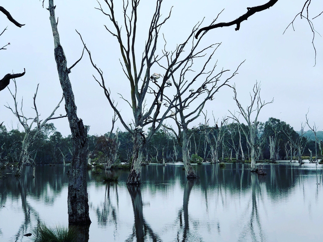 Yindyamarra Sculpture Walk-奥尔伯里必去景点