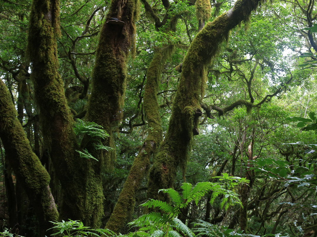 Sendero El Bosque Encantado景点图片