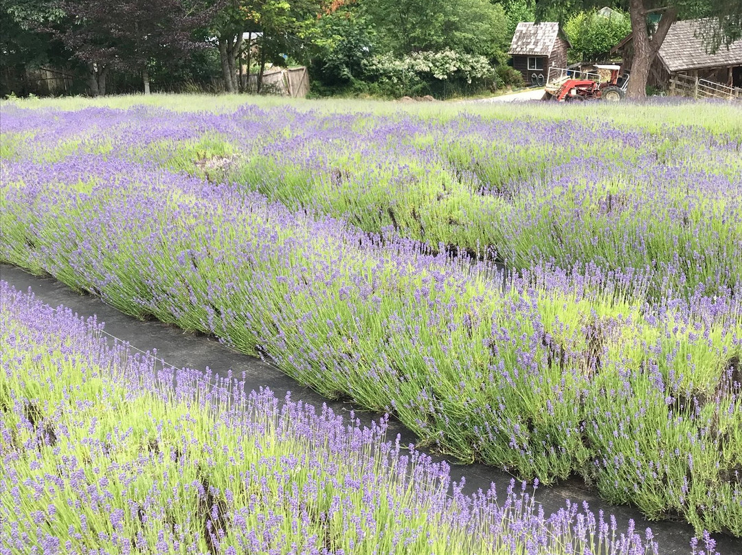 Sacred Mountain Lavender Farm景点图片