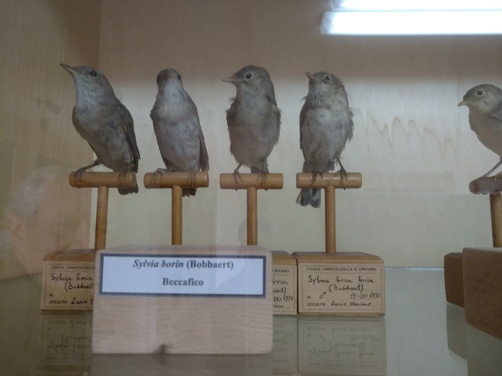 Museo Della Biodiversita景点图片