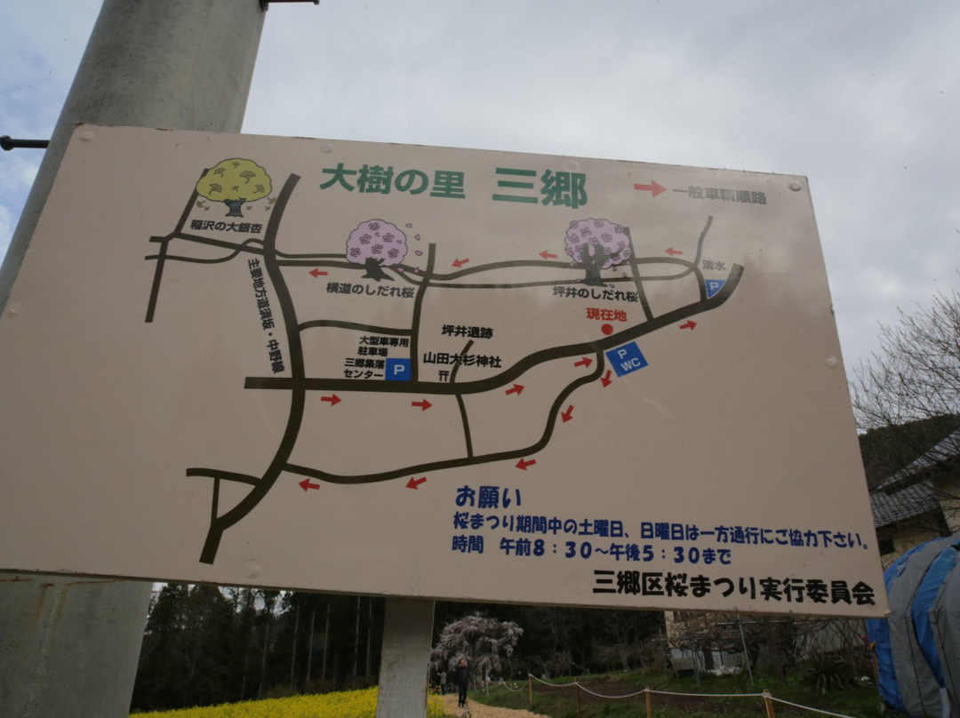 Tsuboi no Shidarezakura-高山村必去景点